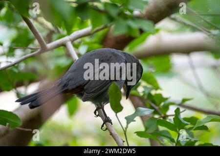 Ein grauer Katzenvogel auf einem Ast in den Sommerbüschen Floridas Stockfoto