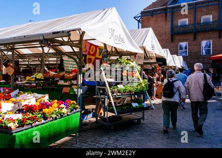 Blühender Pflanzenstall am Eingang zum Shambles Market. York, North Yorkshire, Yorkshire und The Humber, England, Vereinigtes Königreich, Europa Stockfoto