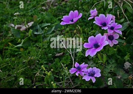 Wilde Mohnanemone, spanische Ringelblume oder Windblume (Anemone coronaria) blüht in Griechenland. Es ist eine gemeinsame wilde Blume der mediterranen Hügel, Kavala Stockfoto