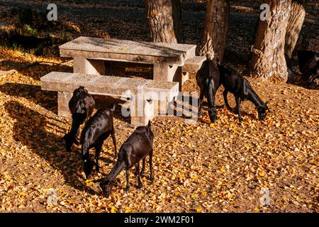 Ziegenherde. Naherholungsgebiet Fuente de El Raso im Herbst. Frailes, Jaén, Andalucía, Spanien, Europa Stockfoto