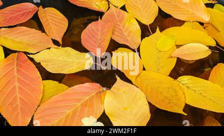 Bunte rote und gelbe Blätter vom japanischen Kirschbaum im Herbst auf einer Pfütze Stockfoto