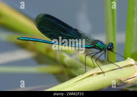 Die blaue Libelle sitzt auf dem Schilf am Ufer des Teichs Stockfoto