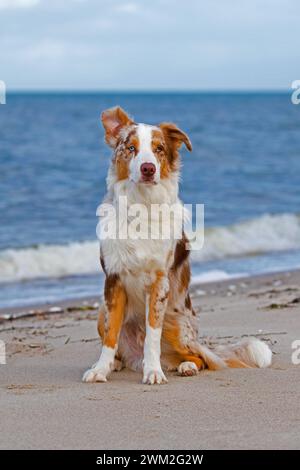 Australian Shepherd / Aussie, Rasse von Hütehund aus den Vereinigten Staaten, die am Sandstrand sitzt Stockfoto