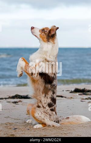 Australian Shepherd / Aussie, Rasse von Hütehund aus den Vereinigten Staaten, stehend am Sandstrand Stockfoto