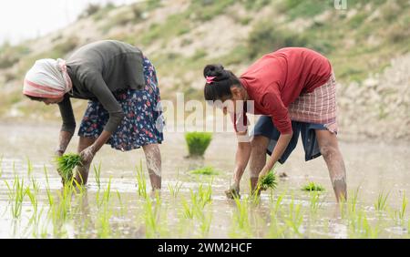 Morigaon, Indien. Februar 2024. Frauen Pflanzen Reissetzlinge auf einem Reisfeld am 20. Februar 2024 in Mayong, Indien. Der Reisanbau trägt zur Ernährungssicherheit in Indien bei, indem er eine stabile Versorgung mit diesem lebenswichtigen Getreide gewährleistet. Quelle: David Talukdar/Alamy Live News Stockfoto