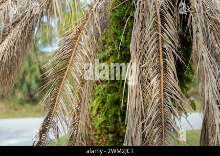 Tote Palme mit trockenen Ästen im Hinterhof von Florida. Konzept zum Entfernen von Bäumen. Stockfoto