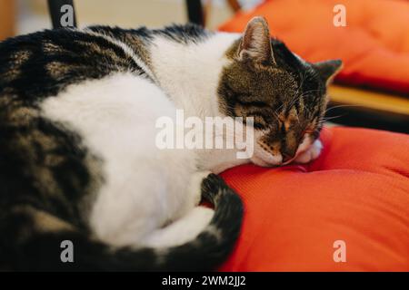 Niedliche weiße und graue Katze, die auf einem Kissen in einem Straßencafe in Budva Old Town, Montenegro schläft. Porträt einer Straßenkatze. Stockfoto