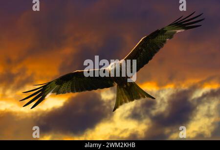 Roter Drachen, der am Abendhimmel aufsteigt Stockfoto