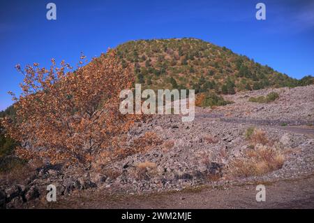 Herbstlandschaft mit altem Vulkan im Ätna-Nationalpark, Sizilien, Italien Stockfoto