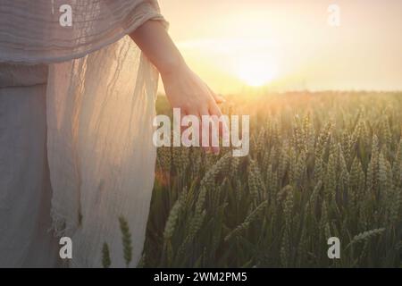 Walking Woman berührt den Weizen, der von der untergehenden Sonne beleuchtet wird, mit ihrer Hand Stockfoto