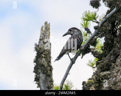 Ein gefleckter Nussknacker sitzt auf einem Baum, bewölkter Tag im Sommer, Südtirol, Italien Stockfoto