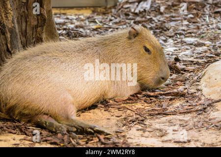 Porträt einer capivara, die in einem Zoo auf dem Boden liegt, bewölkter Tag im Winter Österreich Stockfoto