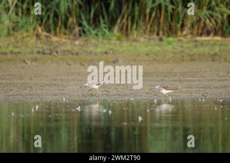 Zwei gemeine Greenshanken, die am Ufer eines Flusses nach Essen gehen, sonniger Tag im Herbst Niederösterreich Fischamend Austria Stockfoto