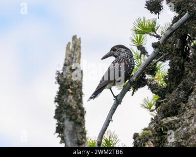 Ein gefleckter Nussknacker sitzt auf einem Baum, bewölkter Tag im Sommer, Südtirol, Italien Graun im Vinschgau Italien Stockfoto