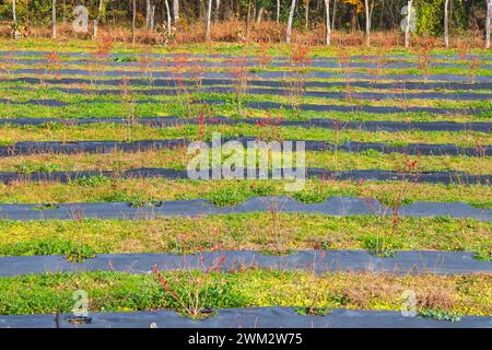 Feld mit kleinen Pflanzen, umwickelt mit Stoffüberzug Stockfoto