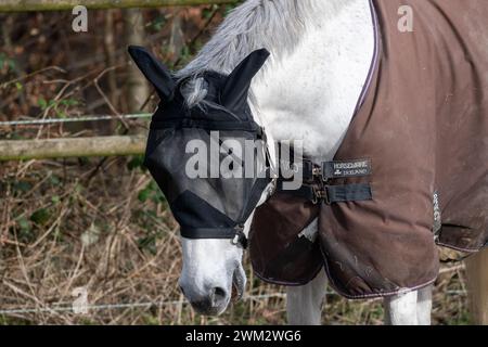 Pferd mit Maske vor dem Gesicht Stockfoto