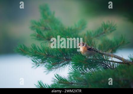 Bergfink auf einem AST, Chaffinch auf einem Zweig einer Kiefer im Winter. Stockfoto