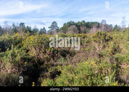 Blick auf Blackheath Common, eine Flachland-Heidefläche in den Surrey Hills AONB, England, Großbritannien, mit gelben Blumen auf Ginsterbüschen Stockfoto