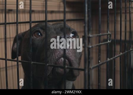 Belastbarkeit im Einschluss: Die Stärke eines Pitbull scheint durch die Stäbe. Brechen Sie die Ketten, nehmen Sie Mitgefühl an. 🐾 #PitBullFreedom" Stockfoto