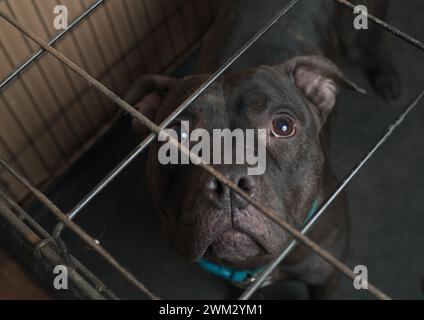 Belastbarkeit im Einschluss: Die Stärke eines Pitbull scheint durch die Stäbe. Brechen Sie die Ketten, nehmen Sie Mitgefühl an. 🐾 #PitBullFreedom" Stockfoto