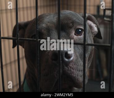 Belastbarkeit im Einschluss: Die Stärke eines Pitbull scheint durch die Stäbe. Brechen Sie die Ketten, nehmen Sie Mitgefühl an. 🐾 #PitBullFreedom" Stockfoto