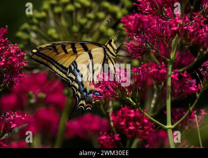 Ein großer Schwalbenschwanz-Schmetterling, der auf einer Rotwaldpflanze mit Gartenhintergrund bestäubt. Stockfoto