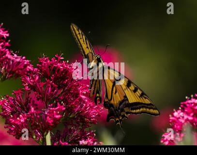 Nahaufnahme eines Schwalbenschwanz-Schmetterlings, von der Vorderseite gesehen, während er eine rote Valerian-Blume bestäubt. Stockfoto