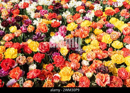 Blühendes Tulpenfeld in Holland, Frühling - wunderschöner mehrfarbiger Hintergrund, Sonnenlicht Stockfoto