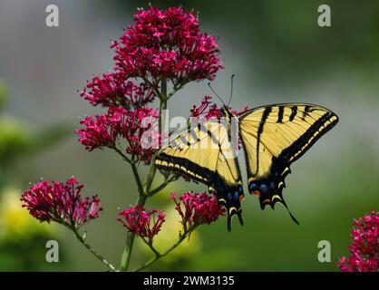 Zweischwänziger Schwalbenschwanz-Schmetterling, der wunderschön über einer roten Valerian-Blume hängt, während er im Garten bestäubt. Stockfoto