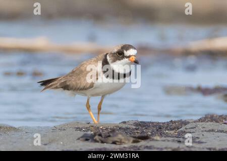 Niedlicher kleiner halbpalmierter Plover, der auf Sandflächen in der Nähe des Wassers auf der Suche nach Nahrung spaziert Stockfoto