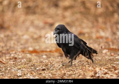 Der Rabe Corvus corax, auch bekannt als der nördliche Rabe, Herbst in Polen. Stockfoto