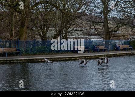 Graugänse (Anser anser) fliegen über den See im Lister Park, Bradford. (Manningham Park). Dieser Stadtpark zieht viele Tiere an. Stockfoto