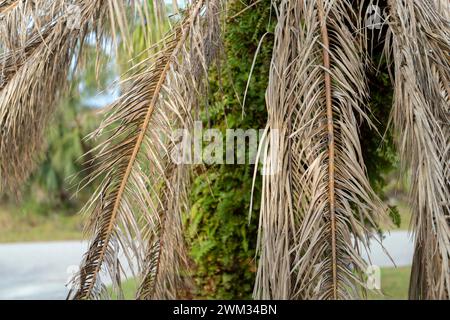 Tote Palme mit trockenen Ästen im Hinterhof von Florida. Konzept zum Entfernen von Bäumen Stockfoto