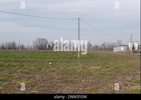 Weizenfeld im Winter in Cuneo (Piemont, Italien) Stockfoto