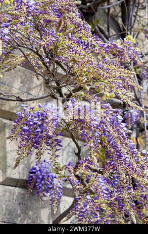 Blühende Wisteria an einer Steinmauer, aufgenommen in Bath, Großbritannien Stockfoto