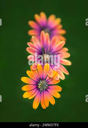 Beautirufl orange und rosa blühende Osteospermum gegen unscharfen grünen Grashintergrund im Sommer Stockfoto