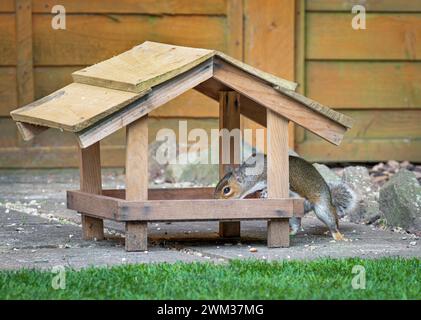 Graues Eichhörnchen Fütterung auf Vogelbodenfutter Stockfoto