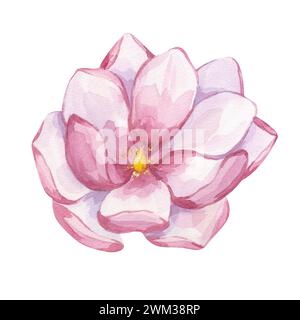 Rosa Magnolienblüte. Blühende Pfingstrosenblüte Clipart. Handgezeichnete Aquarellillustration isoliert auf weißem Hintergrund. Botanisches Element für die Hochzeit Stockfoto