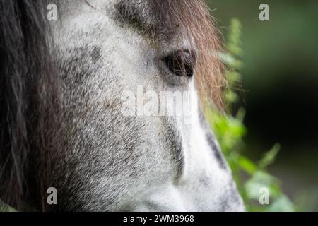 Schließen Sie das Gesicht eines dapfelgrauen Pferdes vor einer verschwommenen Pflanze und einem grünen Hintergrund Stockfoto