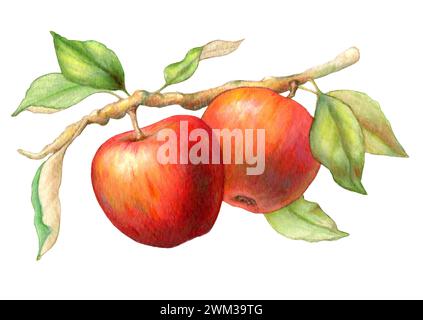 Bunte rote Äpfel, die an einem grünen Ast baumeln. Traditionelle Illustration auf Papier, meine eigene Kunst. Stockfoto