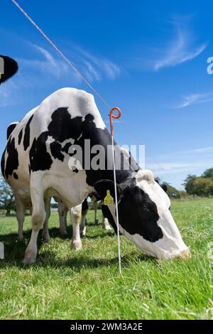 Milchviehherde auf Frischweide hinter einem Elektrozaun als Teil eines Grasbewirtschaftungssystems. North Yorkshire, Großbritannien. Stockfoto