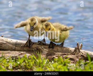 Zwei Baby-Goslings balancieren auf einem Baumstamm, nachdem sie aus dem Wasser kamen. Stockfoto