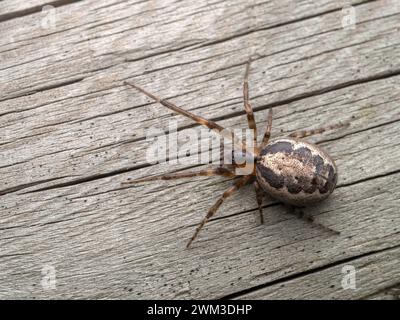 Reife weibliche fehlende Sektorspinnen (Zygiella x-notata), die auf einem verwitterten Zaunbrett krabbeln Stockfoto