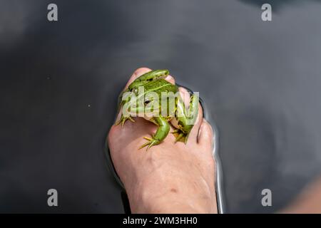 Poolfrosch Pelophylax lessonae am Bein meiner Frau Stockfoto