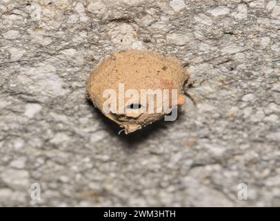 Potter Wespennest aus Schlamm an einer Wand außen angebracht. Auch Mason Wesps genannt. Makrobild mit Kopierbereich. Stockfoto