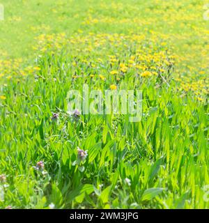 Naturrasen in der hellen Sonne. Natürlicher Sommerhintergrund mit grünem Gras. Wiese mit blühenden Blumen auf einem grünen Feld mit Gras. Naturpark u Stockfoto