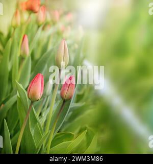 Grasfeld, Sommergras Hintergrund, frisches grünes Gras auf dem Rasen unter strahlenden Sonnenstrahlen. Landschaft, Grün, Rasen, Wiese, Feld. Stockfoto