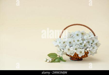 Kirschzweig mit weißen blühenden Blüten. Schönes Foto mit einem blühenden Kirschzweig mit weißen Blüten und grünen Blättern. Für Text oder Logo platzieren. Stockfoto