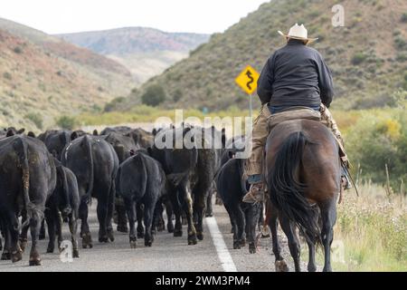 Cowboy Herden Freilandrinder, die im ländlichen Idaho auf der Straße gezüchtet werden. Stockfoto