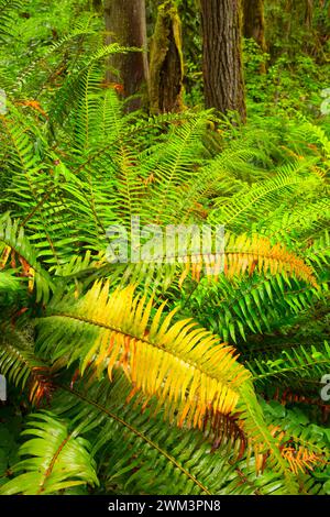 Westlichen Schwert Farn (Polystichum Munitum), McDowell Creek Falls County Park, Oregon Stockfoto